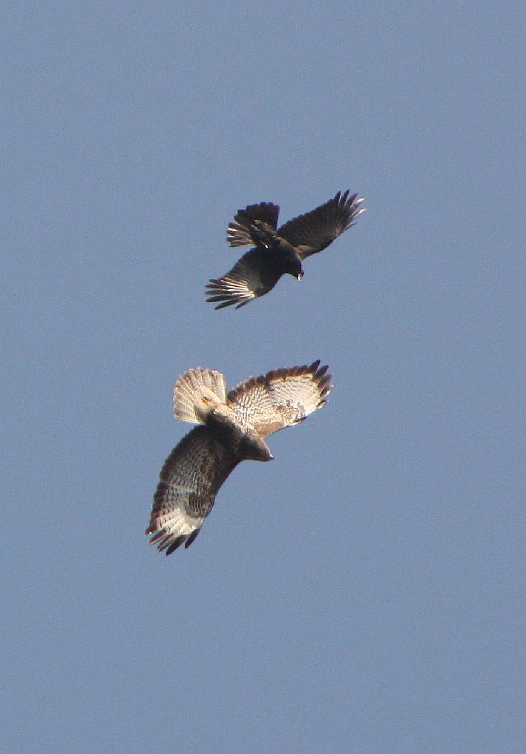 Mäusebussard und Krähe in Aachen